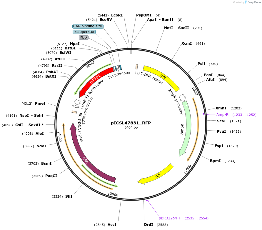 245708-plasmid-map-sequence-id-496053