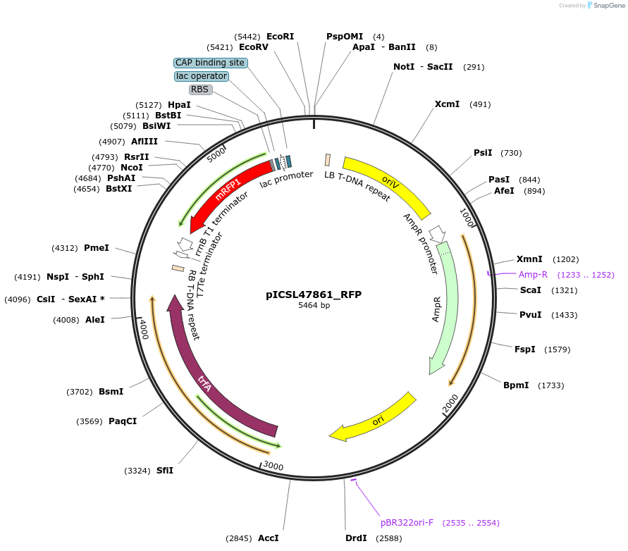 245711-plasmid-map-sequence-id-496055
