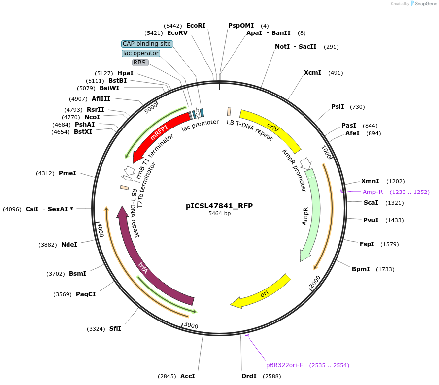 245709-plasmid-map-sequence-id-496057