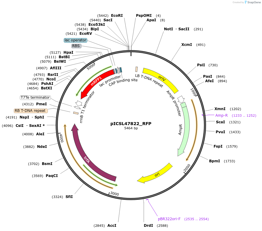 245707-plasmid-map-sequence-id-496058