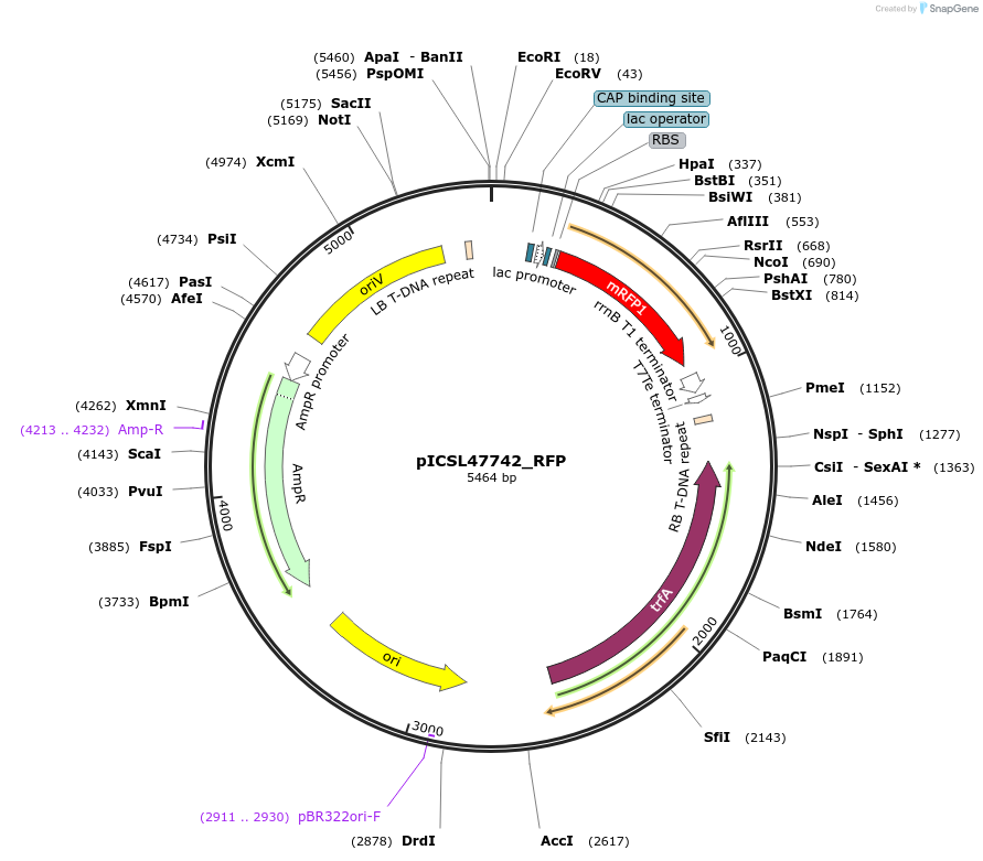 245699-plasmid-map-sequence-id-496059