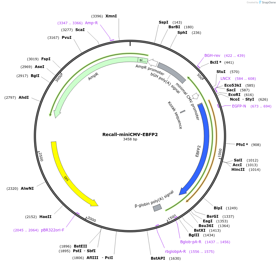 242161-plasmid-map-sequence-id-496071