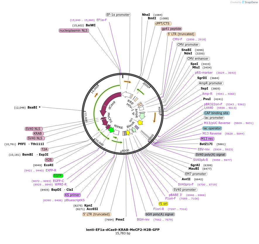 242170-plasmid-map-sequence-id-496072
