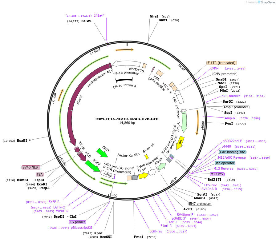 242166-plasmid-map-sequence-id-496073