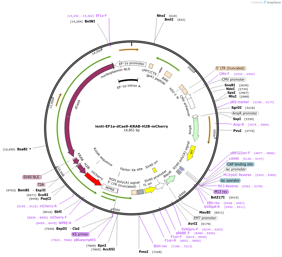 242167-plasmid-map-sequence-id-496074