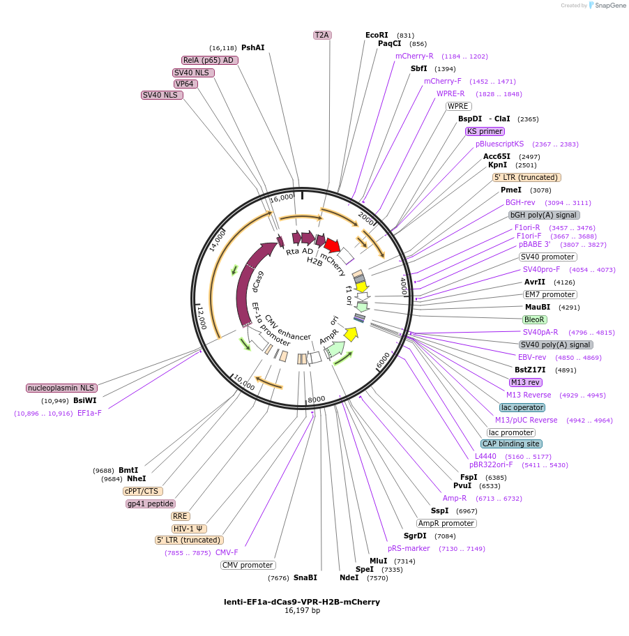 242169-plasmid-map-sequence-id-496075