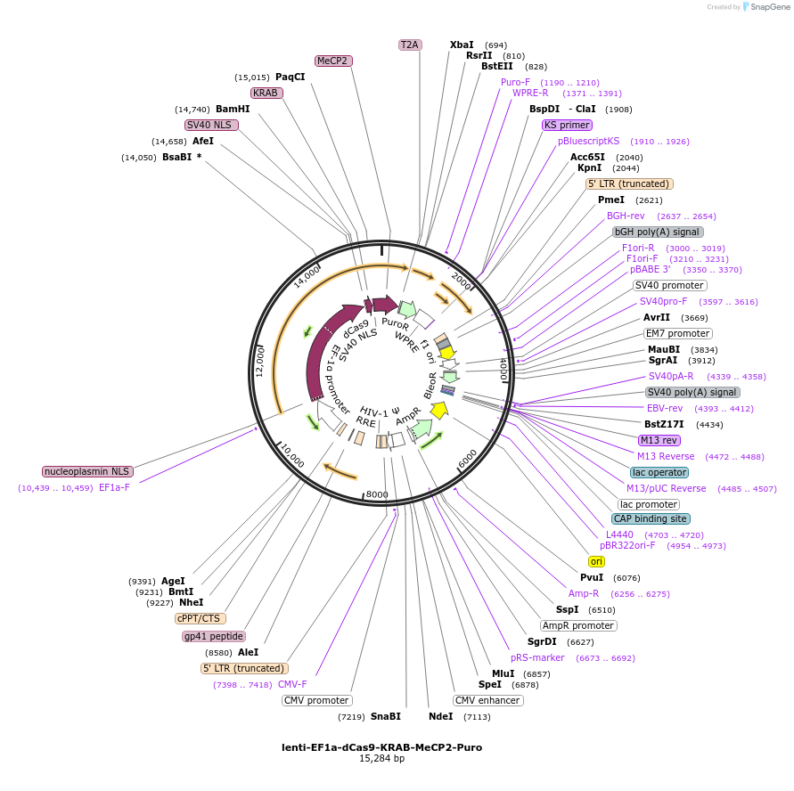 242163-plasmid-map-sequence-id-496076