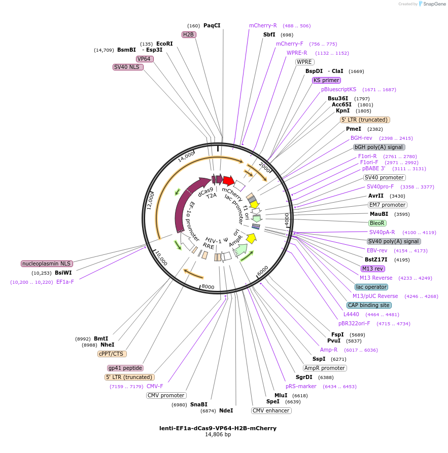 242165-plasmid-map-sequence-id-496077