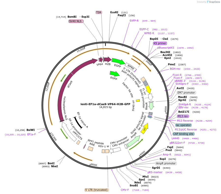 242164-plasmid-map-sequence-id-496078