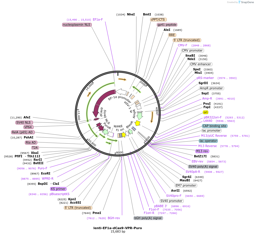 242162-plasmid-map-sequence-id-496080