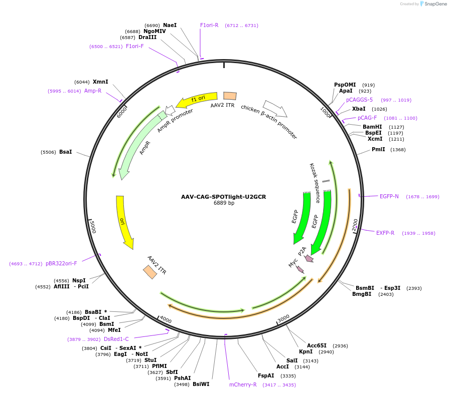 164819-plasmid-map-sequence-id-496081