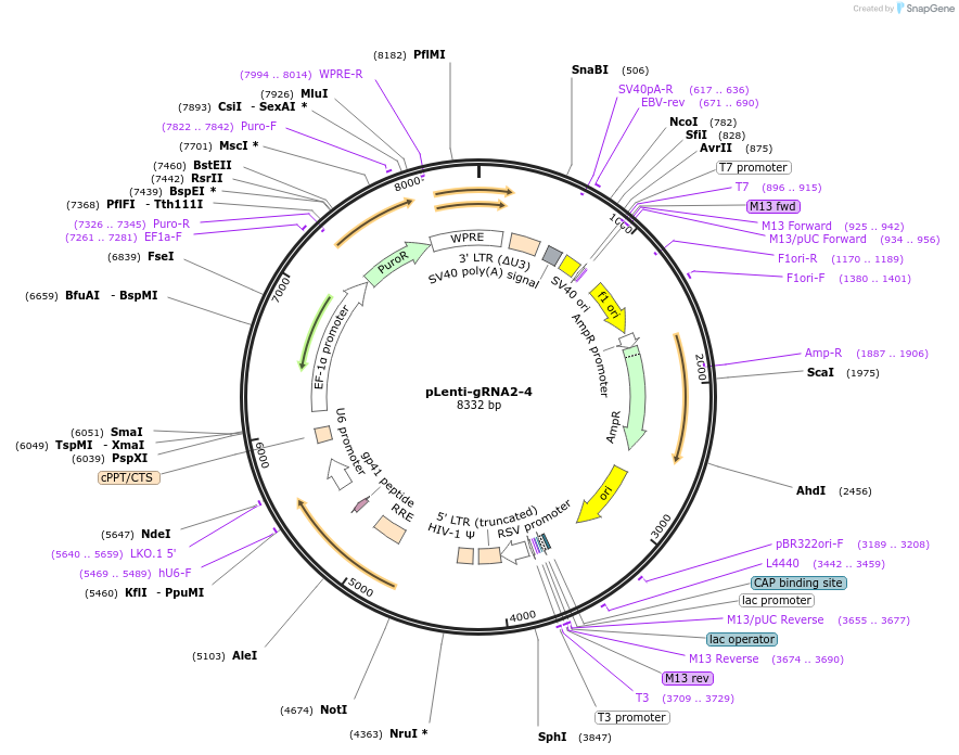 248525-plasmid-map-sequence-id-496155