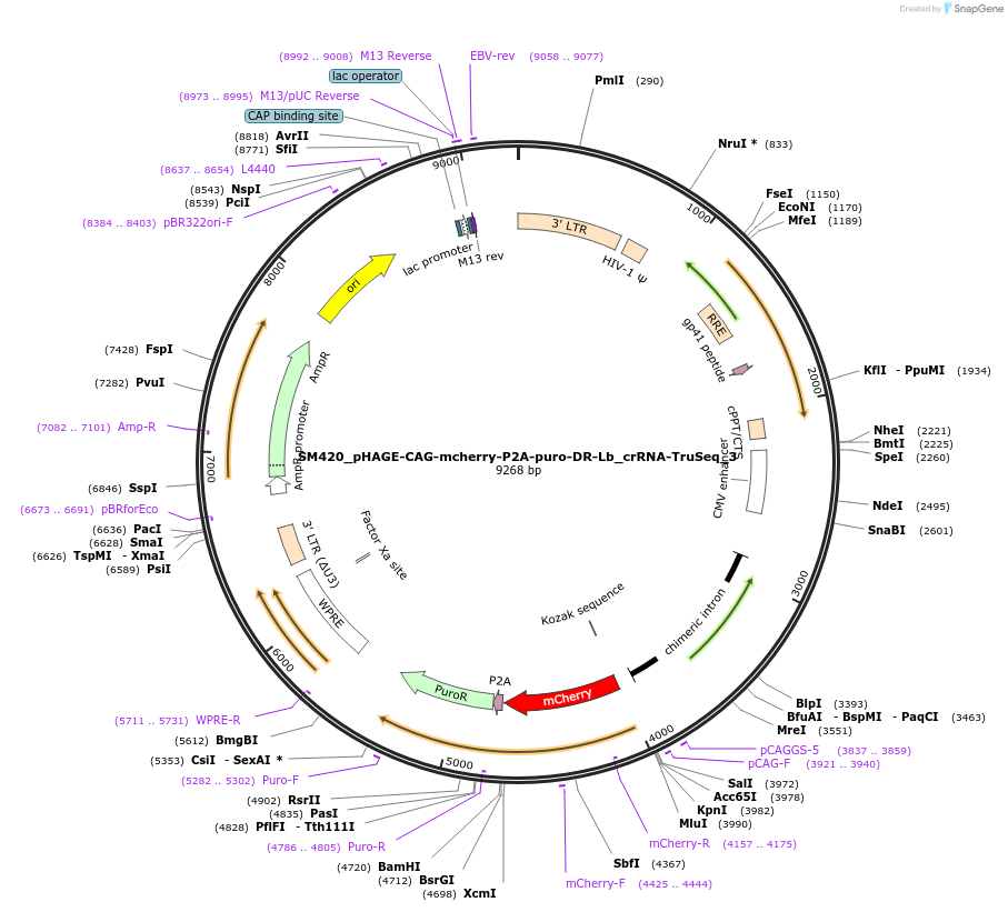 244224-plasmid-map-sequence-id-496156