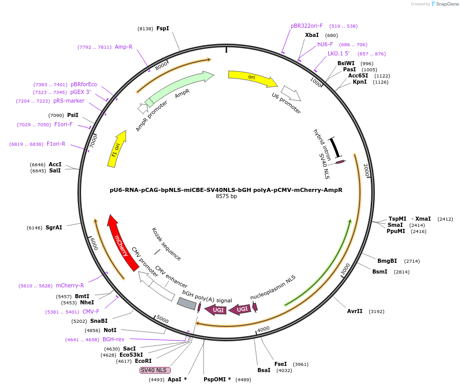 248061-plasmid-map-sequence-id-496161