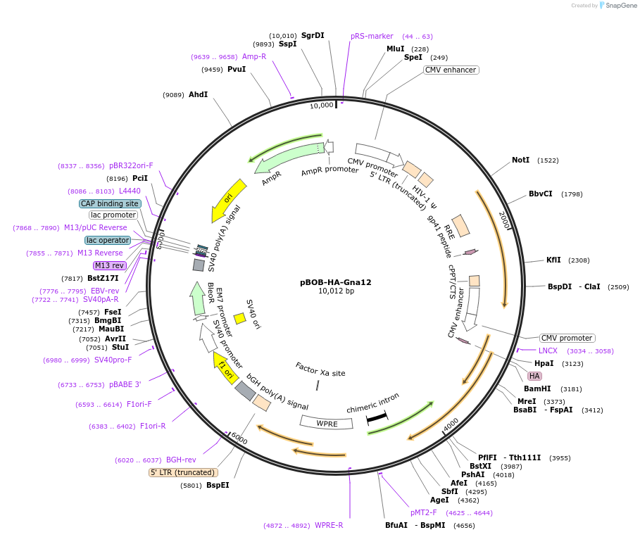 246004-plasmid-map-sequence-id-496163