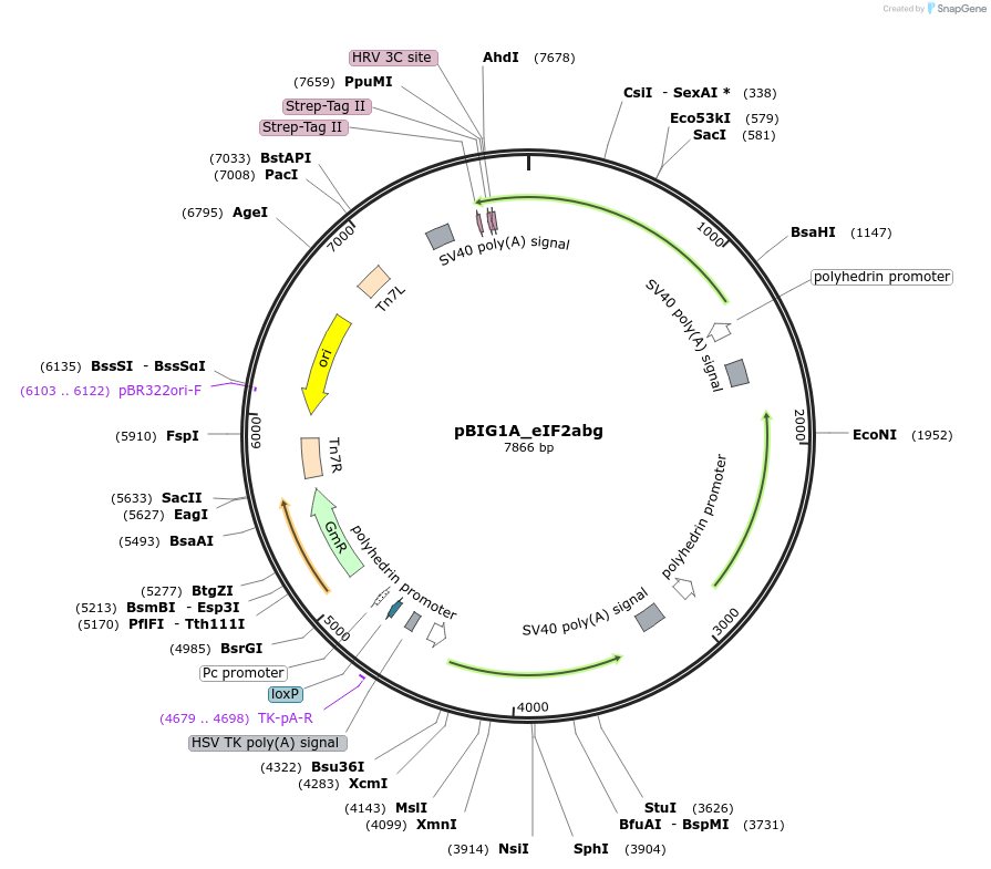 248659-plasmid-map-sequence-id-496166