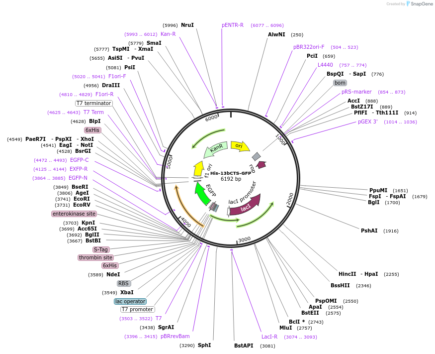 247243-plasmid-map-sequence-id-496173
