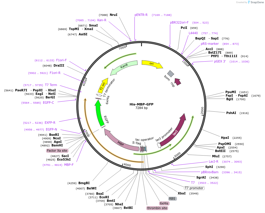 247244-plasmid-map-sequence-id-496175