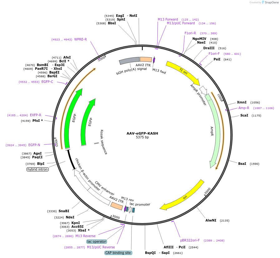 248781-plasmid-map-sequence-id-496176
