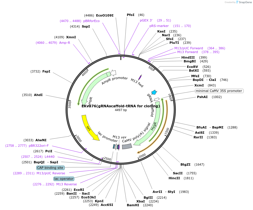 248333-plasmid-map-sequence-id-496184