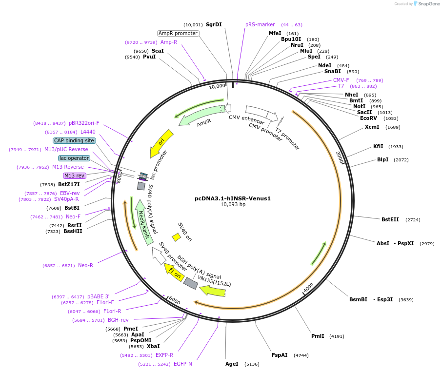 248626-plasmid-map-sequence-id-496186