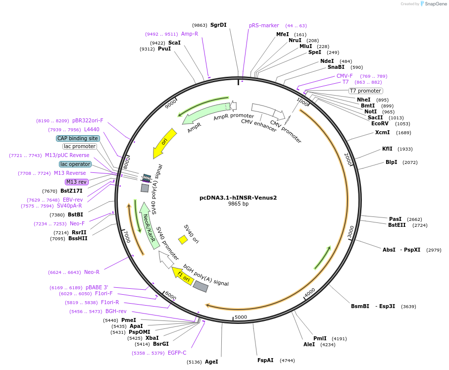 248627-plasmid-map-sequence-id-496189