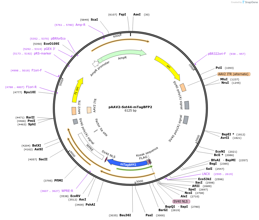 211807-plasmid-map-sequence-id-496191