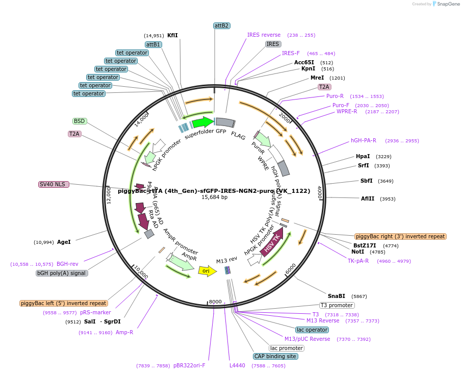 209079-plasmid-map-sequence-id-496201