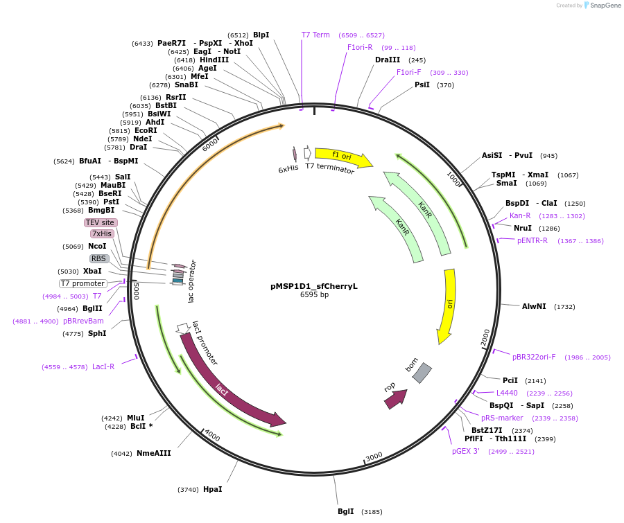 248924-plasmid-map-sequence-id-496203