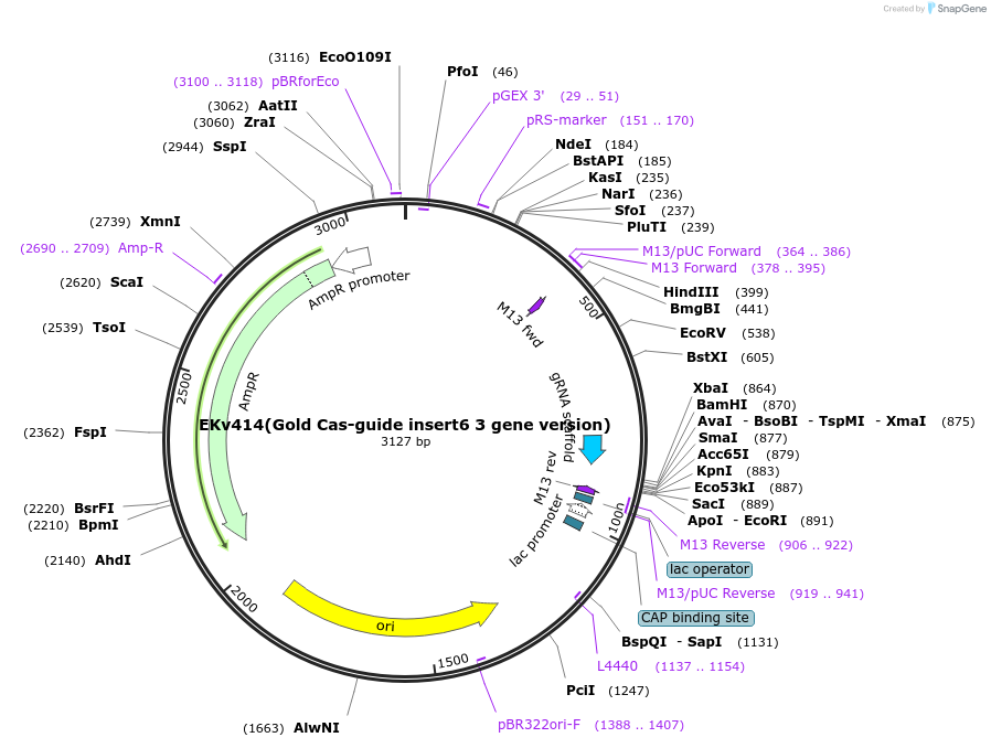248343-plasmid-map-sequence-id-496204