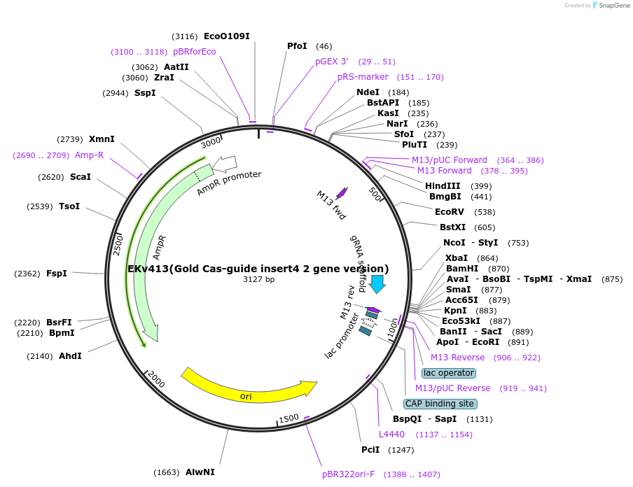 248342-plasmid-map-sequence-id-496206