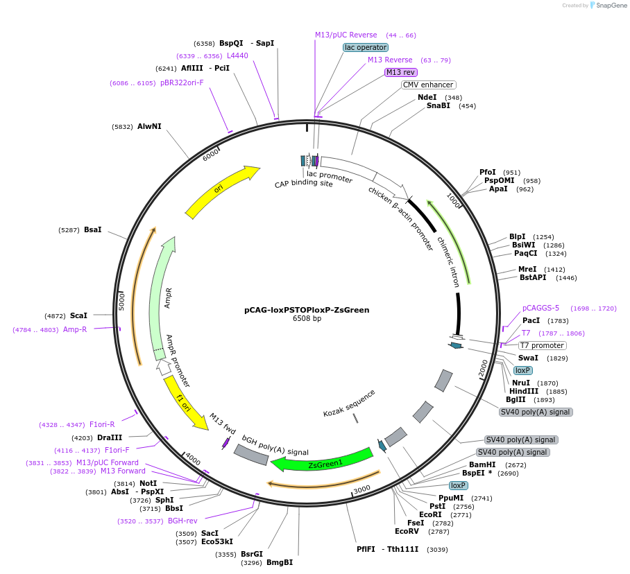 51269-plasmid-map-sequence-id-496207