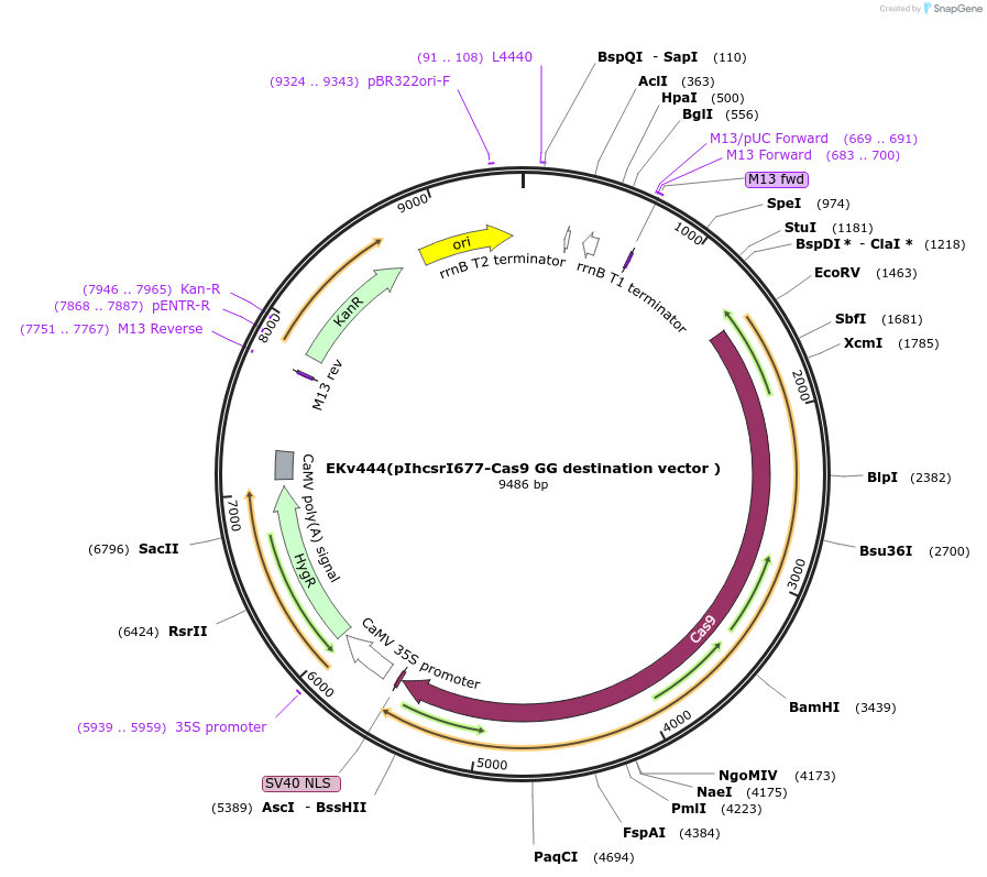 248344-plasmid-map-sequence-id-496217