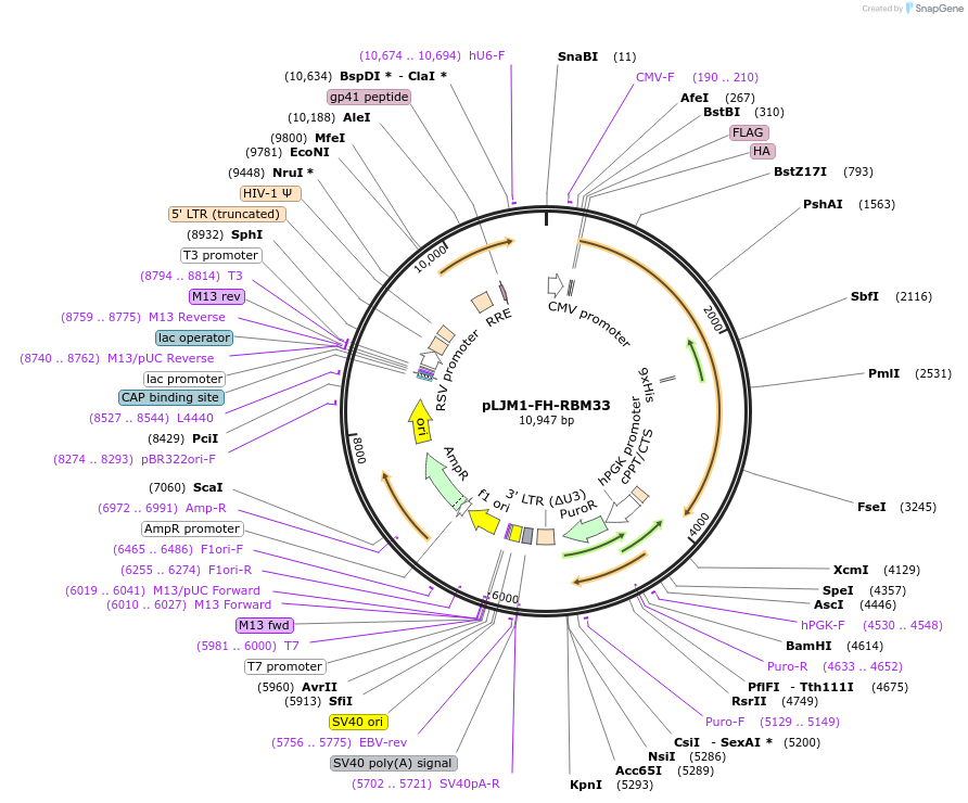 245721-plasmid-map-sequence-id-496219