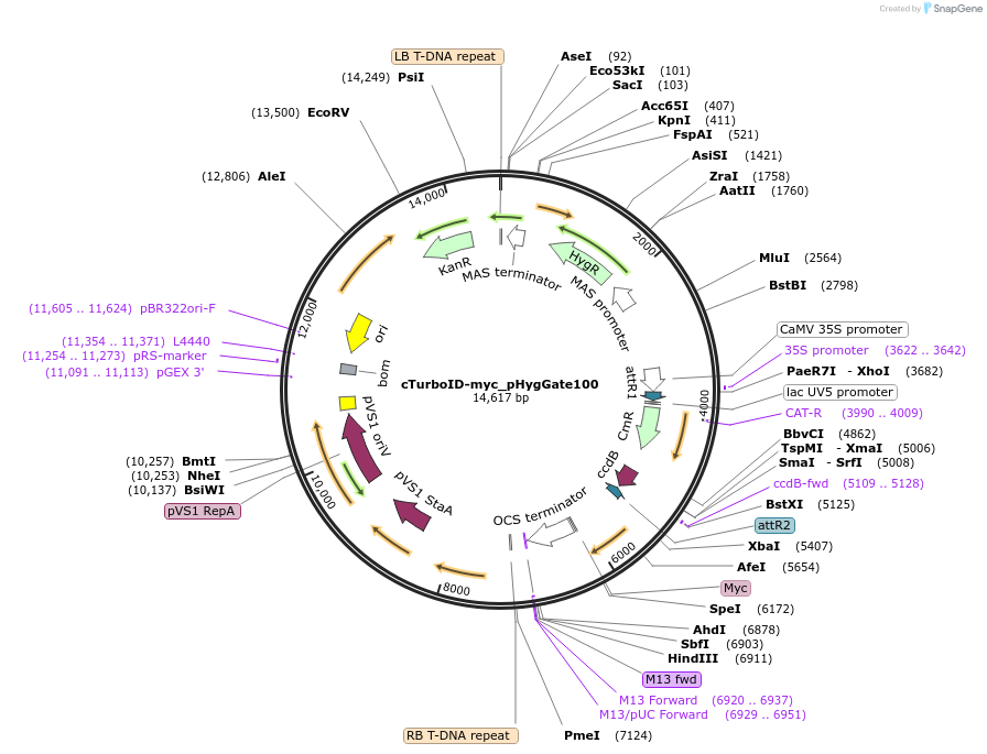 247583-plasmid-map-sequence-id-496233