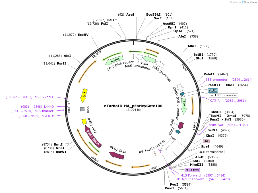 247582-plasmid-map-sequence-id-496235