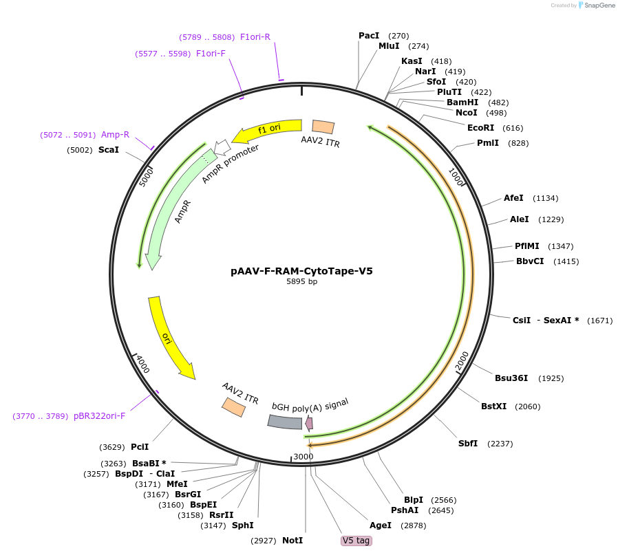 239427-plasmid-map-sequence-id-496236