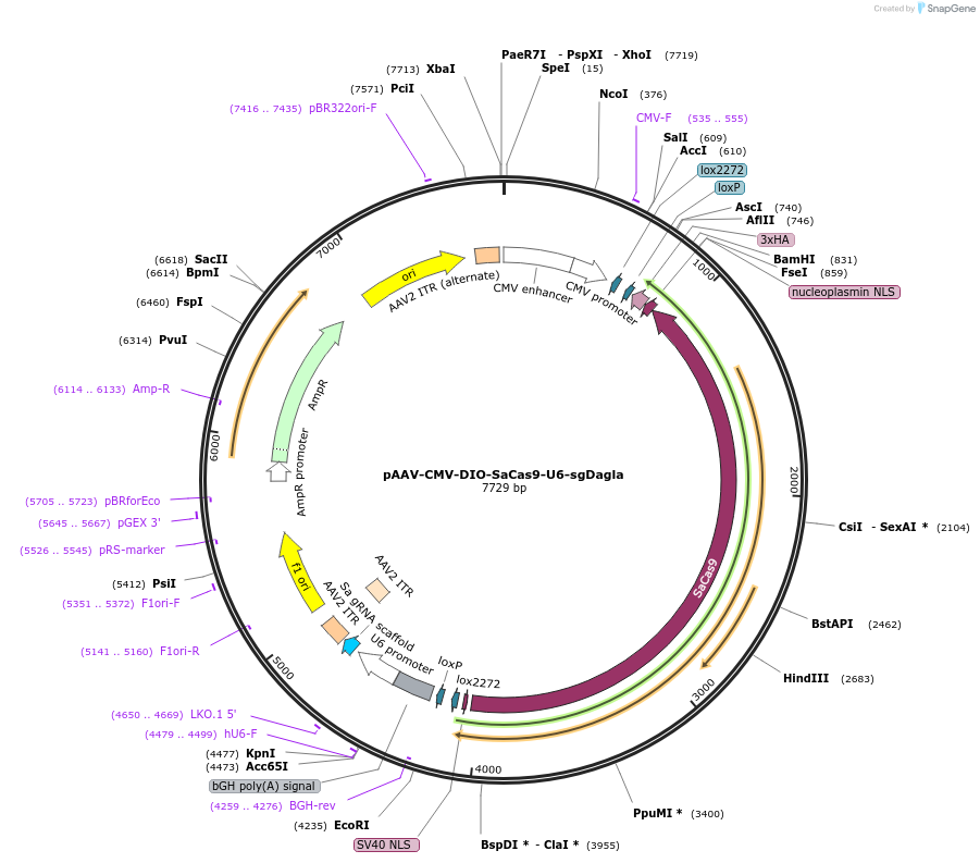 239421-plasmid-map-sequence-id-496237