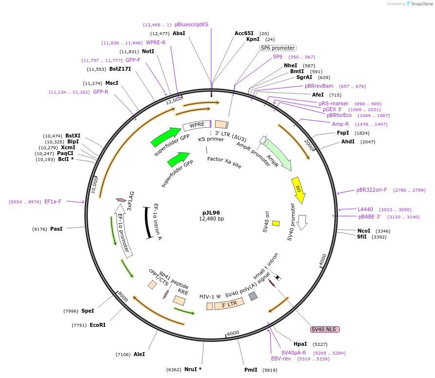 243684-plasmid-map-sequence-id-496240