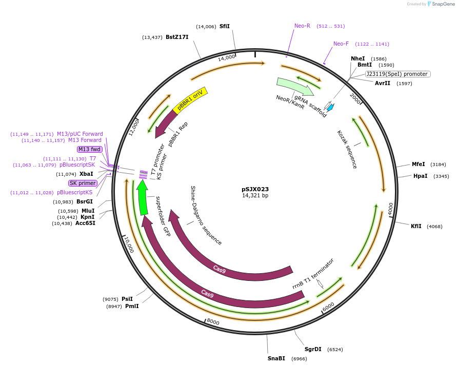 232326-plasmid-map-sequence-id-496249