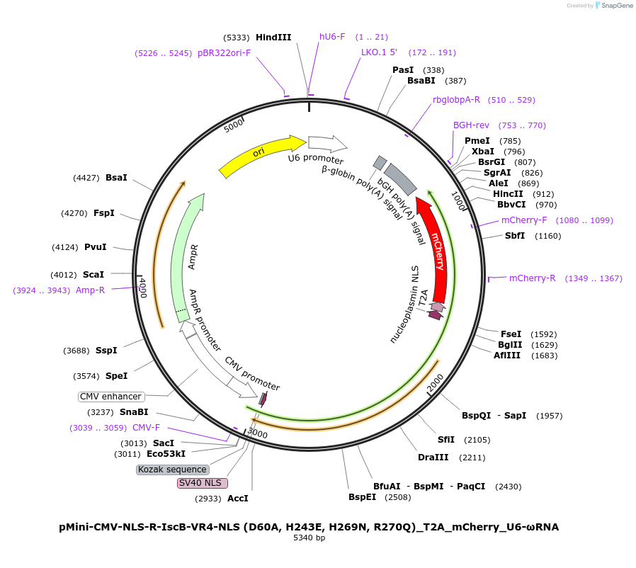 246431-plasmid-map-sequence-id-496263