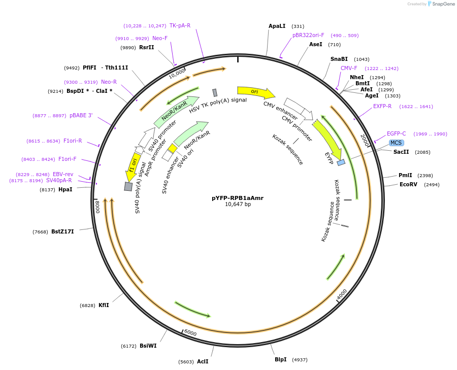 75284-plasmid-map-sequence-id-496264