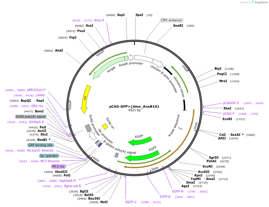 248592-plasmid-map-sequence-id-496300