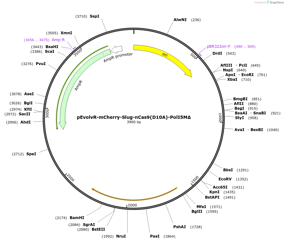 249078-plasmid-map-sequence-id-496311