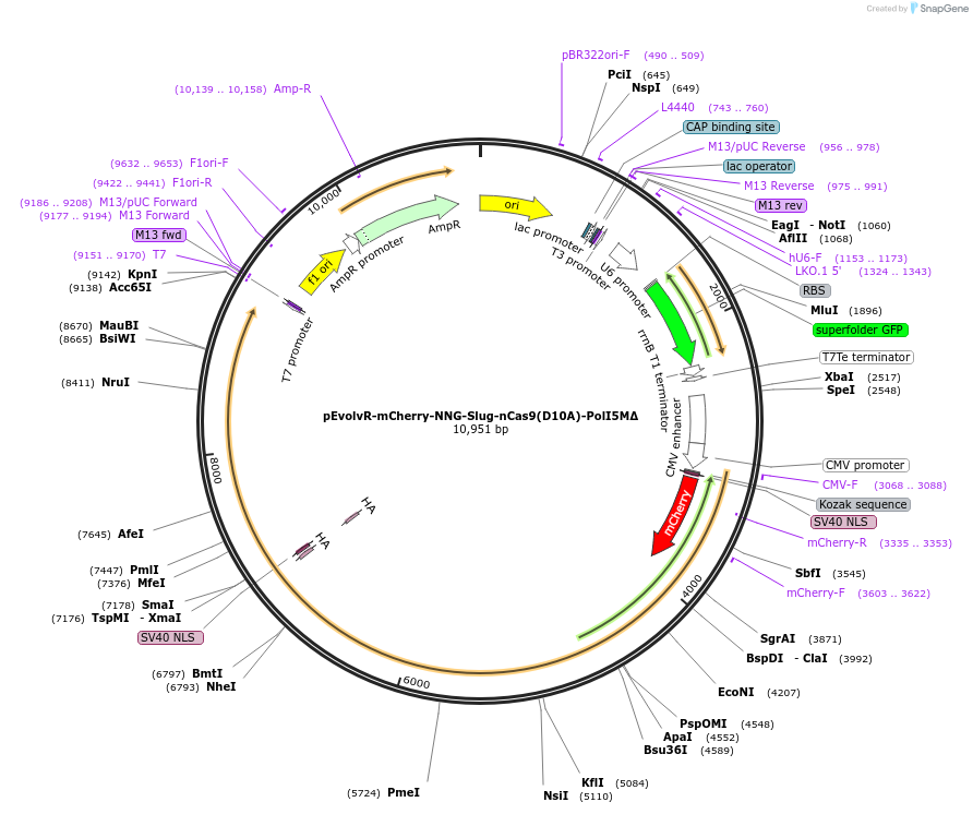 249079-plasmid-map-sequence-id-496312