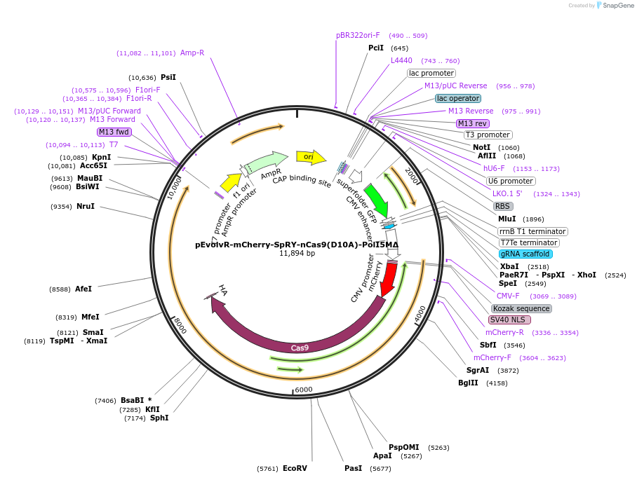 249074-plasmid-map-sequence-id-496313