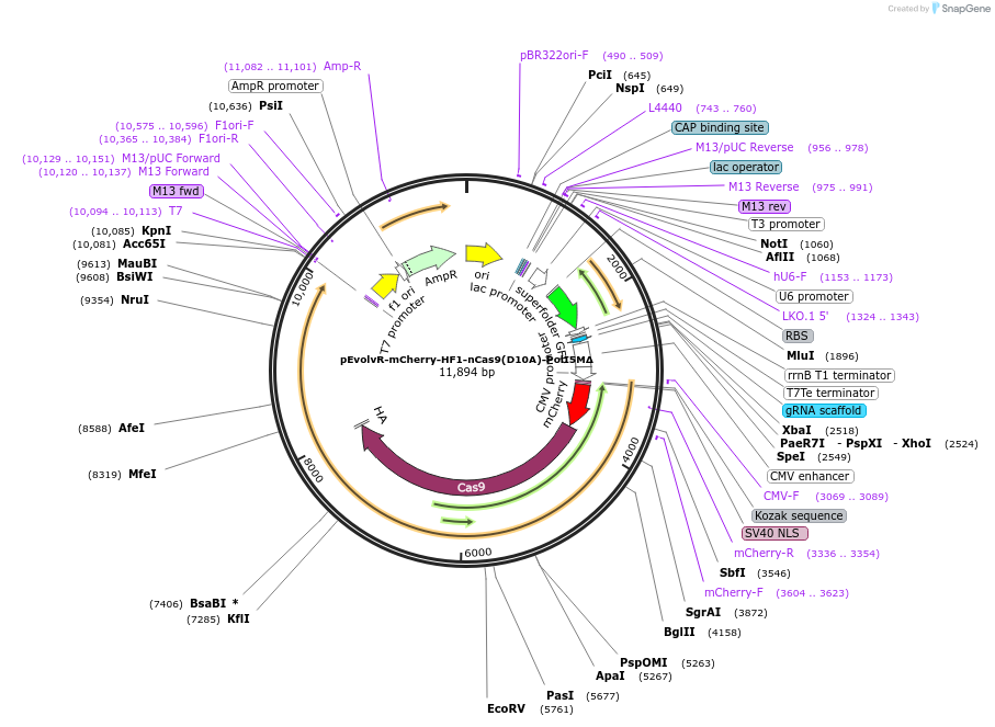 249075-plasmid-map-sequence-id-496315