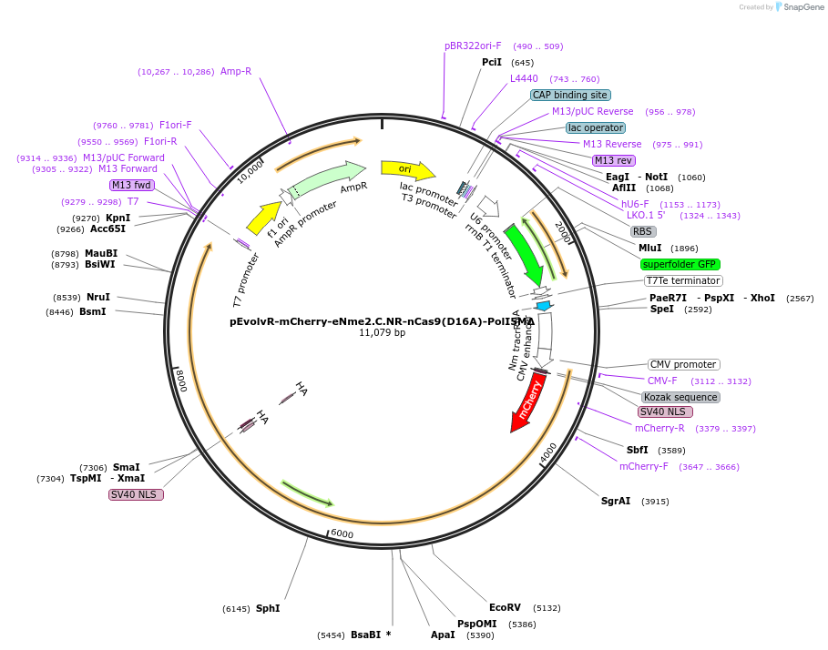 249077-plasmid-map-sequence-id-496316
