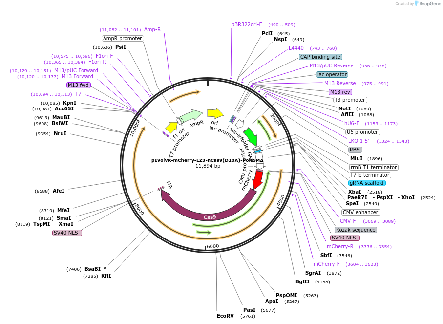 249072-plasmid-map-sequence-id-496318