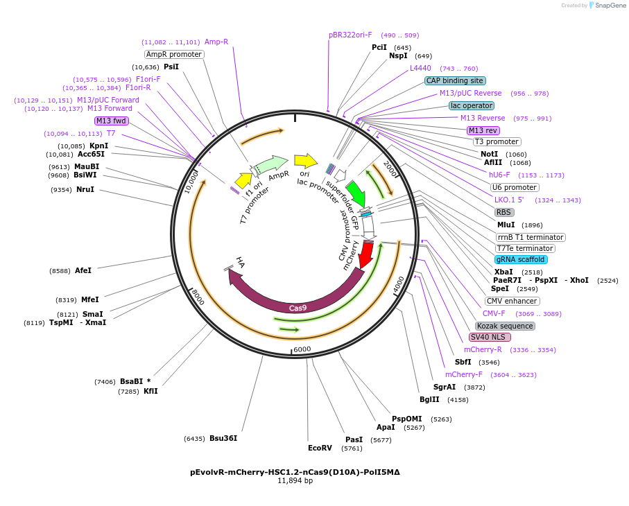 249073-plasmid-map-sequence-id-496319